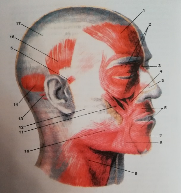 Мимические мышцы лица