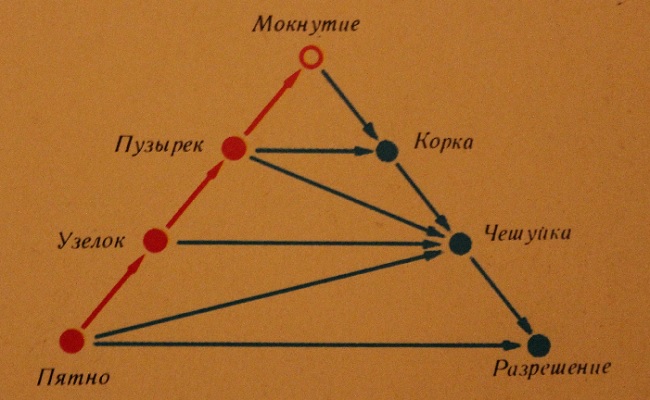 Стадии экземы (треугольник Крейбиха)